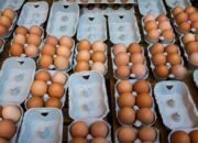 Selama bertahun-tahun, telur kerap dianggap sebagai pemicu kolesterol tinggi dan sebaiknya dikonsumsi secara terbatas. Namun, sebuah studi terbaru yang dipublikasikan dalam American Journal of Clinical Nutrition menunjukkan sebaliknya, mengonsumsi dua butir telur setiap hari justru dapat membantu menurunkan kadar kolesterol LDL atau kolesterol jahat.