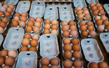 Selama bertahun-tahun, telur kerap dianggap sebagai pemicu kolesterol tinggi dan sebaiknya dikonsumsi secara terbatas. Namun, sebuah studi terbaru yang dipublikasikan dalam American Journal of Clinical Nutrition menunjukkan sebaliknya, mengonsumsi dua butir telur setiap hari justru dapat membantu menurunkan kadar kolesterol LDL atau kolesterol jahat.