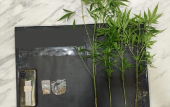 Tanam Ganja di Belakang Kandang Ayam, Pria asal Dampit Diamankan Polisi