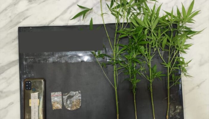 Tanam Ganja di Belakang Kandang Ayam, Pria asal Dampit Diamankan Polisi