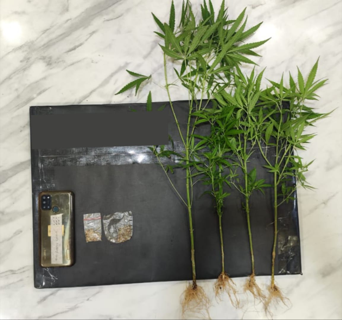 Tanam Ganja di Belakang Kandang Ayam, Pria asal Dampit Diamankan Polisi
