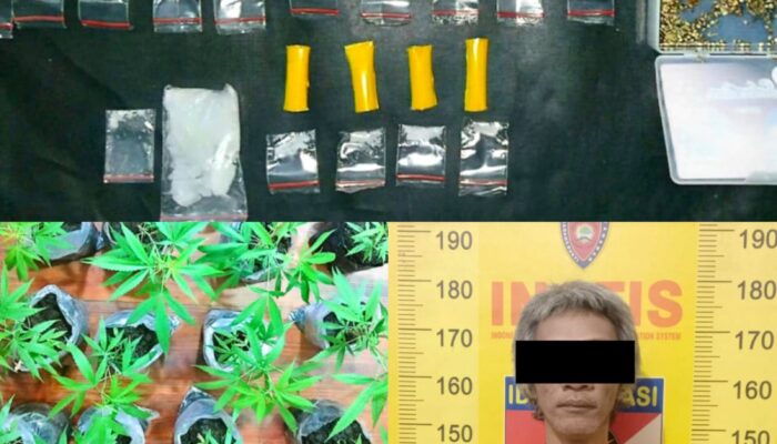 Bandar Sabu Tumpang Malang Ternyata Punya Kebun Ganja di Halaman Rumah