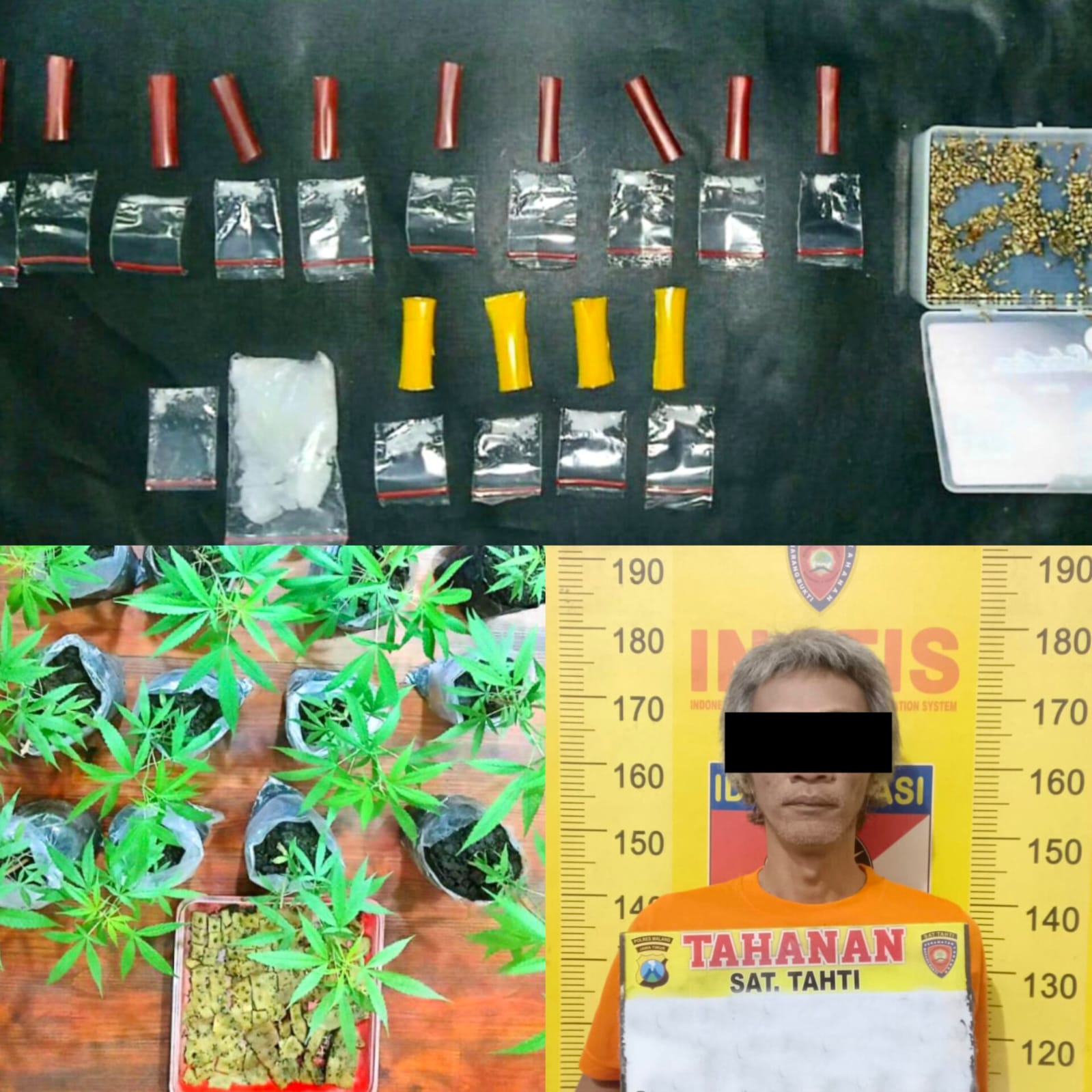 Bandar Sabu Tumpang Malang Ternyata Punya Kebun Ganja di Halaman Rumah