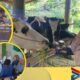 Pengmas di Desa Beringin, Dosen FKH Unair Pulihkan Kesehatan Sapi Pasca Wabah PMK