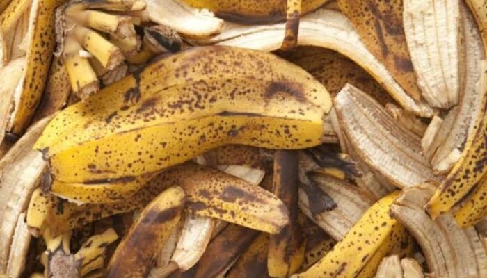 Jangan Buang Limbah Kulit Pisang Kepok !