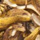 Jangan Buang Limbah Kulit Pisang Kepok !