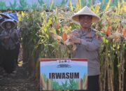 Petani Jagung di Malang Panen Raya, Polri Dampingi dari Tanam Hingga Jual Hasil