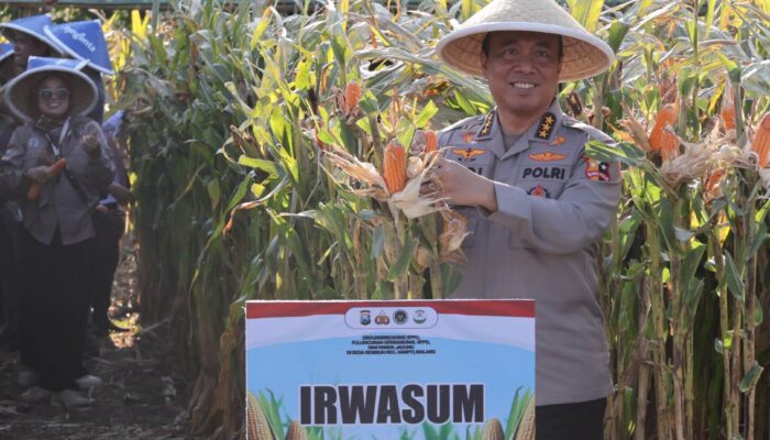 Petani Jagung di Malang Panen Raya, Polri Dampingi dari Tanam Hingga Jual Hasil