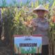 Petani Jagung di Malang Panen Raya, Polri Dampingi dari Tanam Hingga Jual Hasil