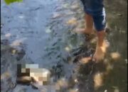 Mayat Bayi Laki-Laki Gegerkan Warga Malang, Ditemukan di Saluran Irigasi Tegal Gondo