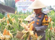 Polres Malang Sulap Lahan Tidur Jadi Sumber Pangan, Panen Jagung Capai 1 Ton