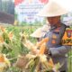 Polres Malang Sulap Lahan Tidur Jadi Sumber Pangan, Panen Jagung Capai 1 Ton