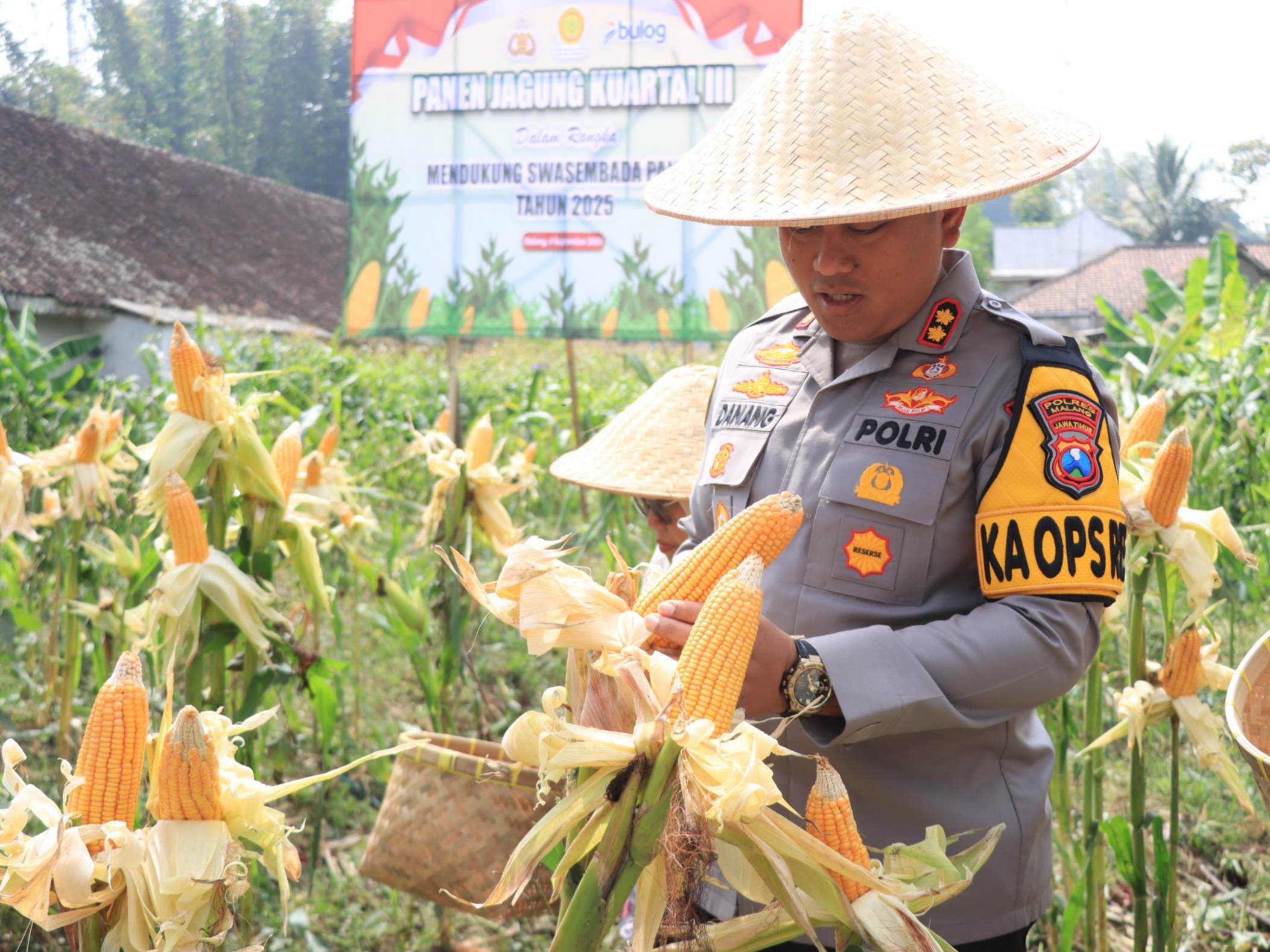 Polres Malang Sulap Lahan Tidur Jadi Sumber Pangan, Panen Jagung Capai 1 Ton