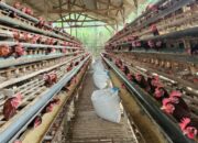 Kepala Dispangtan Kota Malang Tinjau Peternakan Ayam Petelur di Wonokoyo