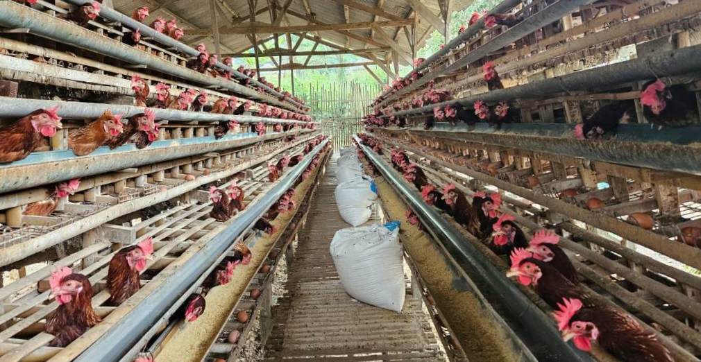 Kepala Dispangtan Kota Malang Tinjau Peternakan Ayam Petelur di Wonokoyo