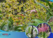 Dari Balik Jeruji, Ciptakan Varietas Anggrek Baru dan Raih Empat Penghargaan Internasional