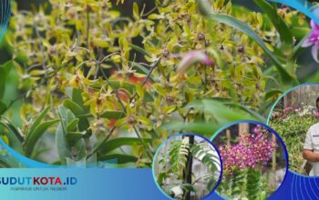 Dari Balik Jeruji, Ciptakan Varietas Anggrek Baru dan Raih Empat Penghargaan Internasional