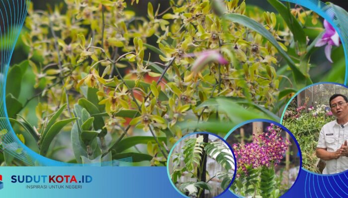 Dari Balik Jeruji, Ciptakan Varietas Anggrek Baru dan Raih Empat Penghargaan Internasional