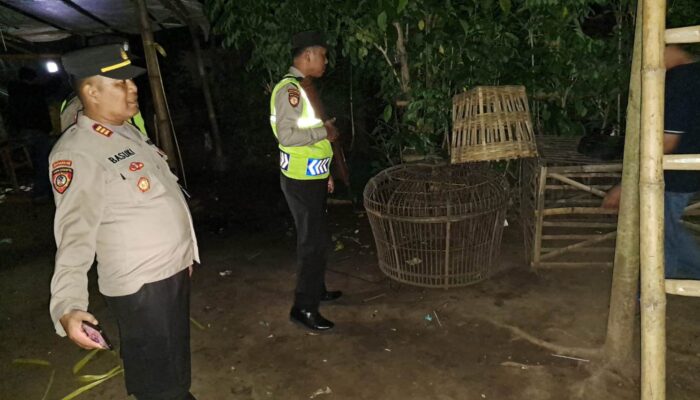 Laporan Warga via 110 Bikin Kalang Kabut Pelaku Sabung Ayam di Kalipare