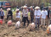 Polres Malang Dorong Swasembada Jagung, 787,6 Hektare Lahan Sudah Tertanami di Kuartal IV