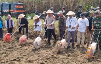 Polres Malang Dorong Swasembada Jagung, 787,6 Hektare Lahan Sudah Tertanami di Kuartal IV