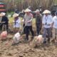 Polres Malang Dorong Swasembada Jagung, 787,6 Hektare Lahan Sudah Tertanami di Kuartal IV