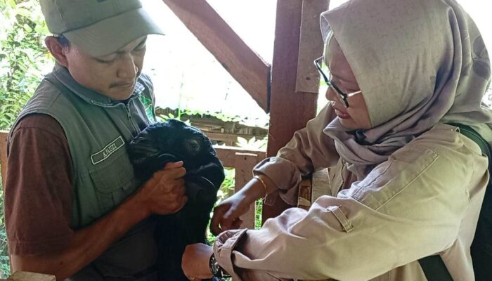 Program Sinergi TMMD 126 dan Dinas Peternakan Tingkatkan Kesehatan Hewan di Kabupaten Malang