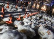 Ketika Wisata dan Peternakan Jadi Penyumbang PHK Terbanyak di Kota Batu