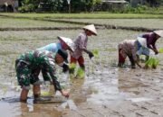 TNI Dorong Ketahanan Pangan Nasional Lewat Program TMMD 126 di Kabupaten Malang
