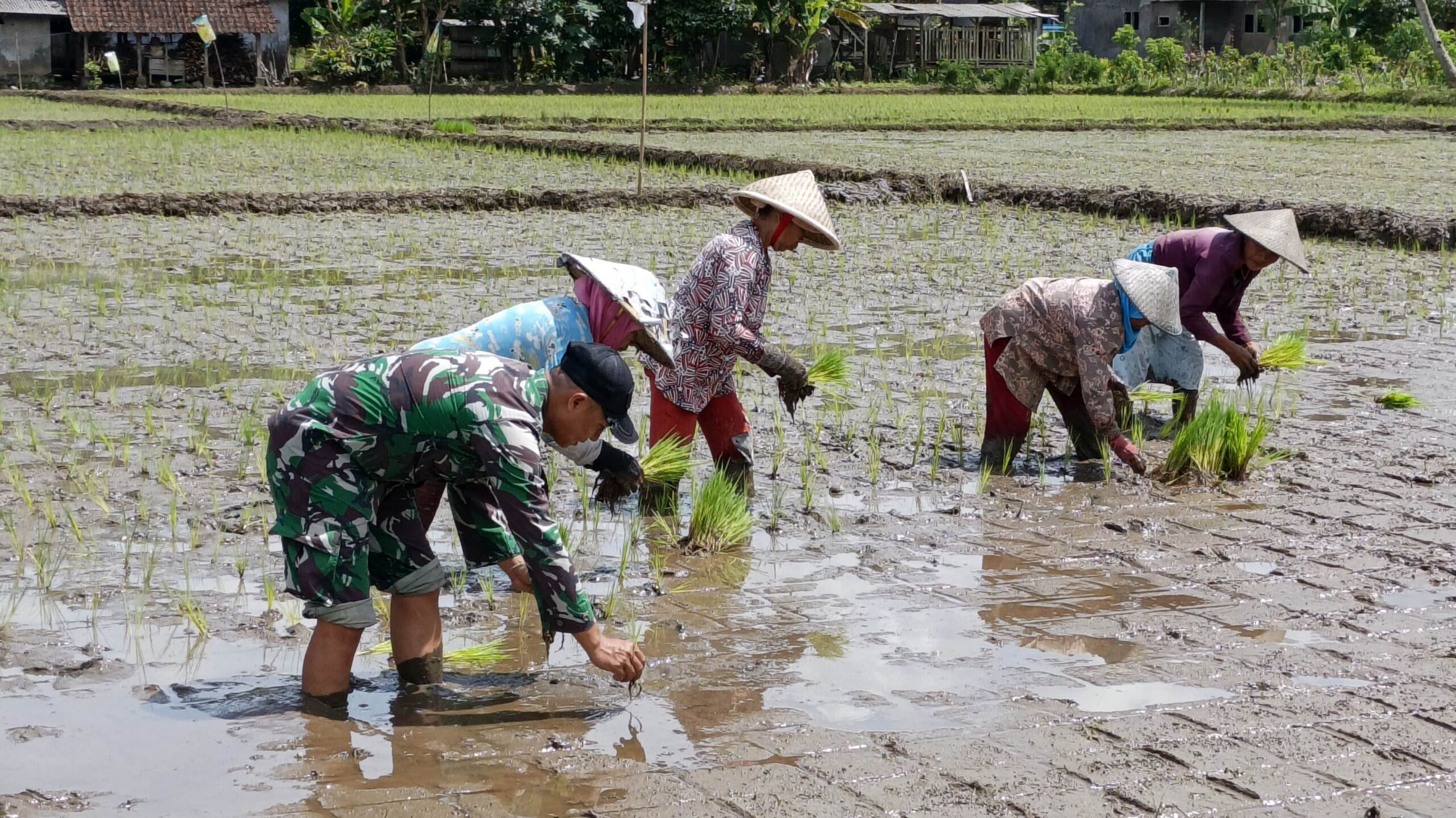 TNI Dorong Ketahanan Pangan Nasional Lewat Program TMMD 126 di Kabupaten Malang