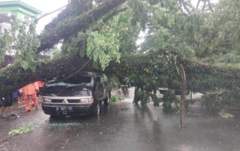 Diterpa Hujan Deras dan Angin Kencang, Pohon Trembesi Puluhan Tahun Tumbang Timpa Mobil di Comboran