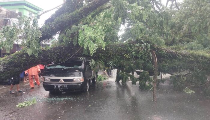 Diterpa Hujan Deras dan Angin Kencang, Pohon Trembesi Puluhan Tahun Tumbang Timpa Mobil di Comboran
