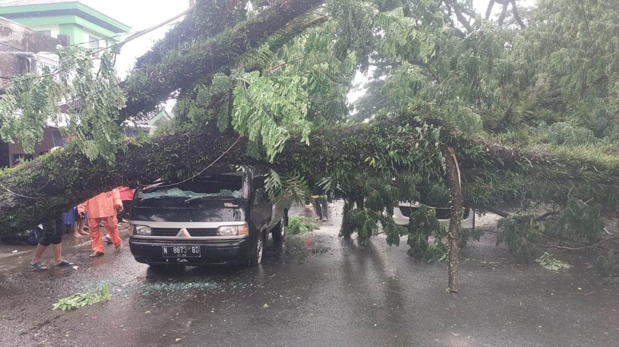 Diterpa Hujan Deras dan Angin Kencang, Pohon Trembesi Puluhan Tahun Tumbang Timpa Mobil di Comboran