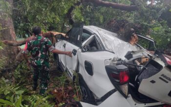 Pemkot Malang Siapkan Ganti Rugi Rp15 Juta untuk Kendaraan Tertimpa Pohon, DLH Gencarkan Pemangkasan