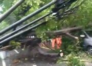 Cegah Pohon Tumbang, DPRD Kota Malang Desak Pemkot Lebih Sigap Hadapi Cuaca Ekstrem