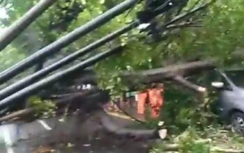 Cegah Pohon Tumbang, DPRD Kota Malang Desak Pemkot Lebih Sigap Hadapi Cuaca Ekstrem