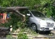 Hujan Angin Terjang Kota Malang, Dua Pohon Tumbang Timpa Mobil di Gadang dan Blimbing