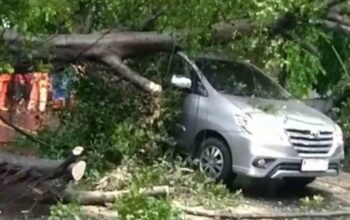 Hujan Angin Terjang Kota Malang, Dua Pohon Tumbang Timpa Mobil di Gadang dan Blimbing