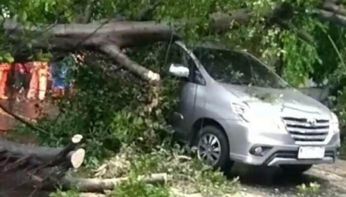 Hujan Angin Terjang Kota Malang, Dua Pohon Tumbang Timpa Mobil di Gadang dan Blimbing