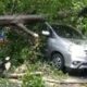 Hujan Angin Terjang Kota Malang, Dua Pohon Tumbang Timpa Mobil di Gadang dan Blimbing