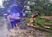 Hujan Deras Robohkan Pohon di Jalibar Kepanjen, Polisi Bergerak Cepat Buka Akses Jalan