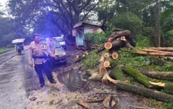 Hujan Deras Robohkan Pohon di Jalibar Kepanjen, Polisi Bergerak Cepat Buka Akses Jalan