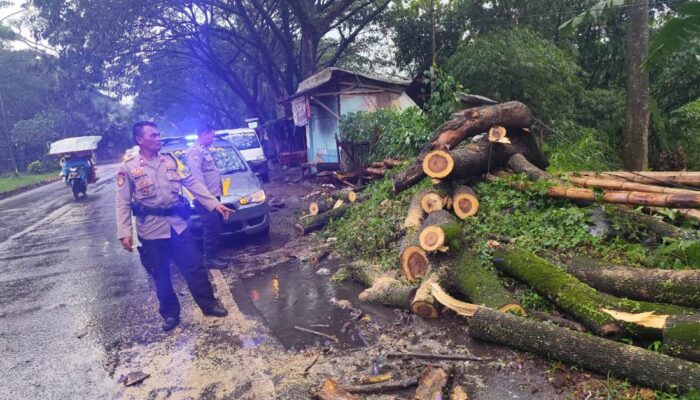Hujan Deras Robohkan Pohon di Jalibar Kepanjen, Polisi Bergerak Cepat Buka Akses Jalan