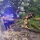 Hujan Deras Robohkan Pohon di Jalibar Kepanjen, Polisi Bergerak Cepat Buka Akses Jalan