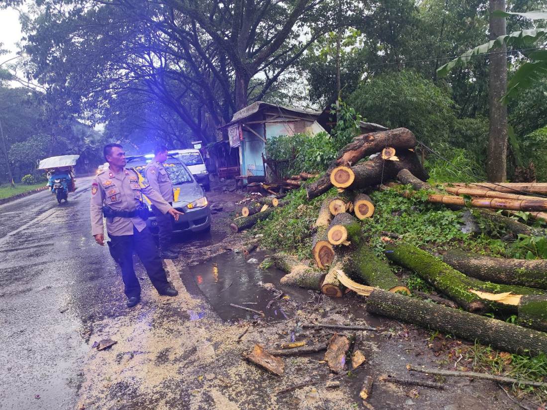 Hujan Deras Robohkan Pohon di Jalibar Kepanjen, Polisi Bergerak Cepat Buka Akses Jalan