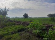 Pagar SDN 6 Jombatan Jombang Ambruk Diterjang Hujan Angin, Atap Rumah Penjaga Sekolah Rusak