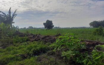 Pagar SDN 6 Jombatan Jombang Ambruk Diterjang Hujan Angin, Atap Rumah Penjaga Sekolah Rusak