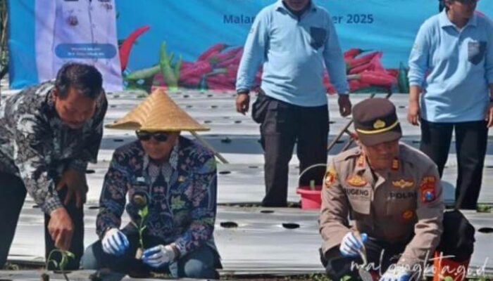 Inflasi Cabai Makin Tinggi, Pemkot Malang Lawan dengan Penanaman Ribuan Bibit