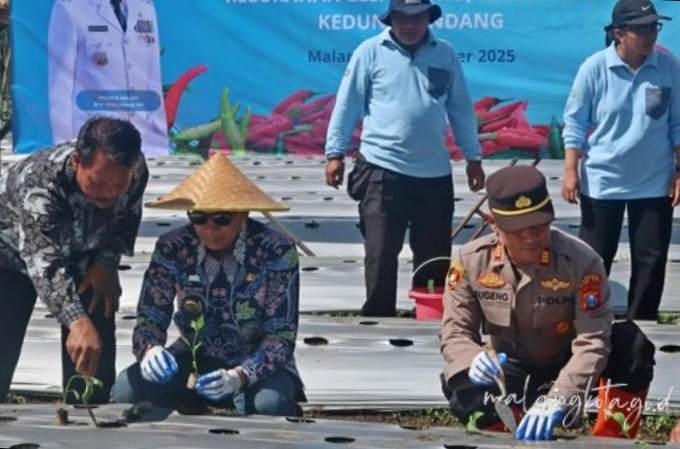 Inflasi Cabai Makin Tinggi, Pemkot Malang Lawan dengan Penanaman Ribuan Bibit