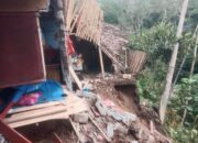 Pohon Mahoni Tumbang Timpa Warung Warga di Ampelgading, BPBD: Tidak Ada Korban Jiwa